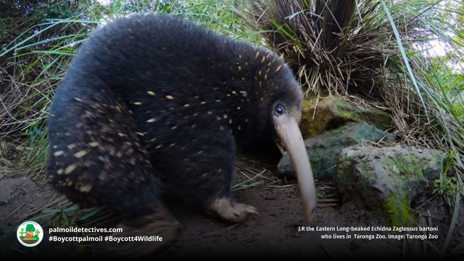 Eastern Long-beaked Echidna Zaglossus bartoni up close in the Papuan forest