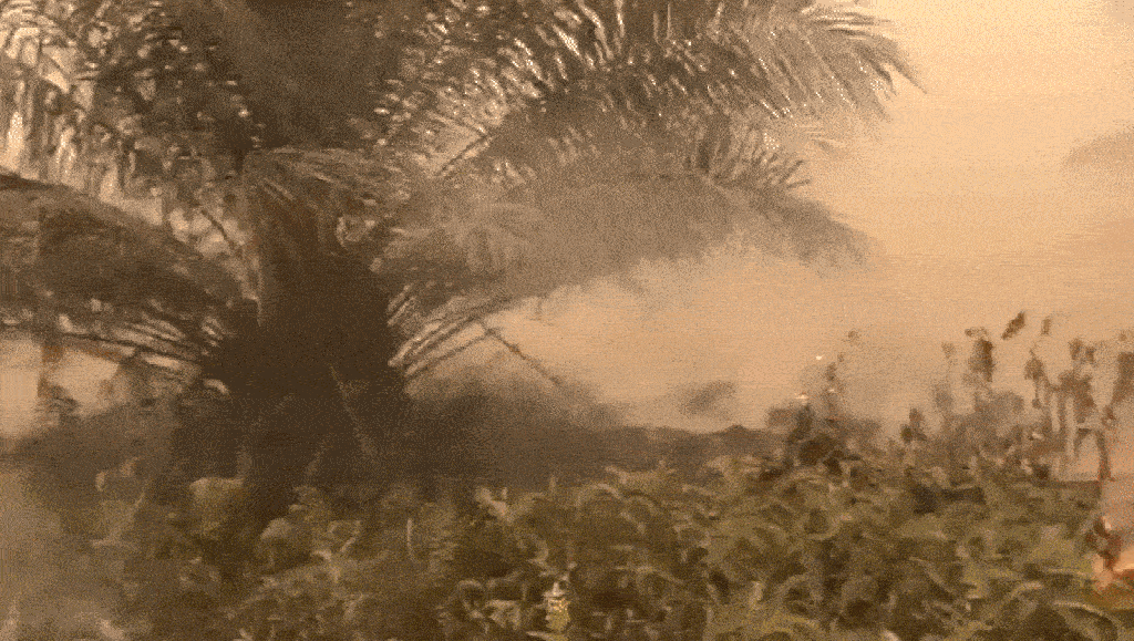 Research: Palm Oil Deforestation and its connection to retail brands