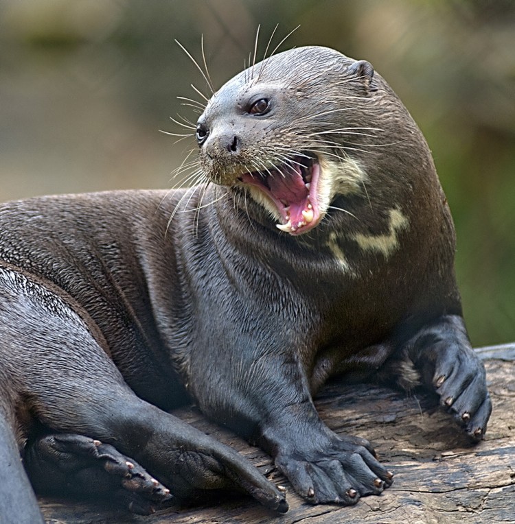 Giant otter
