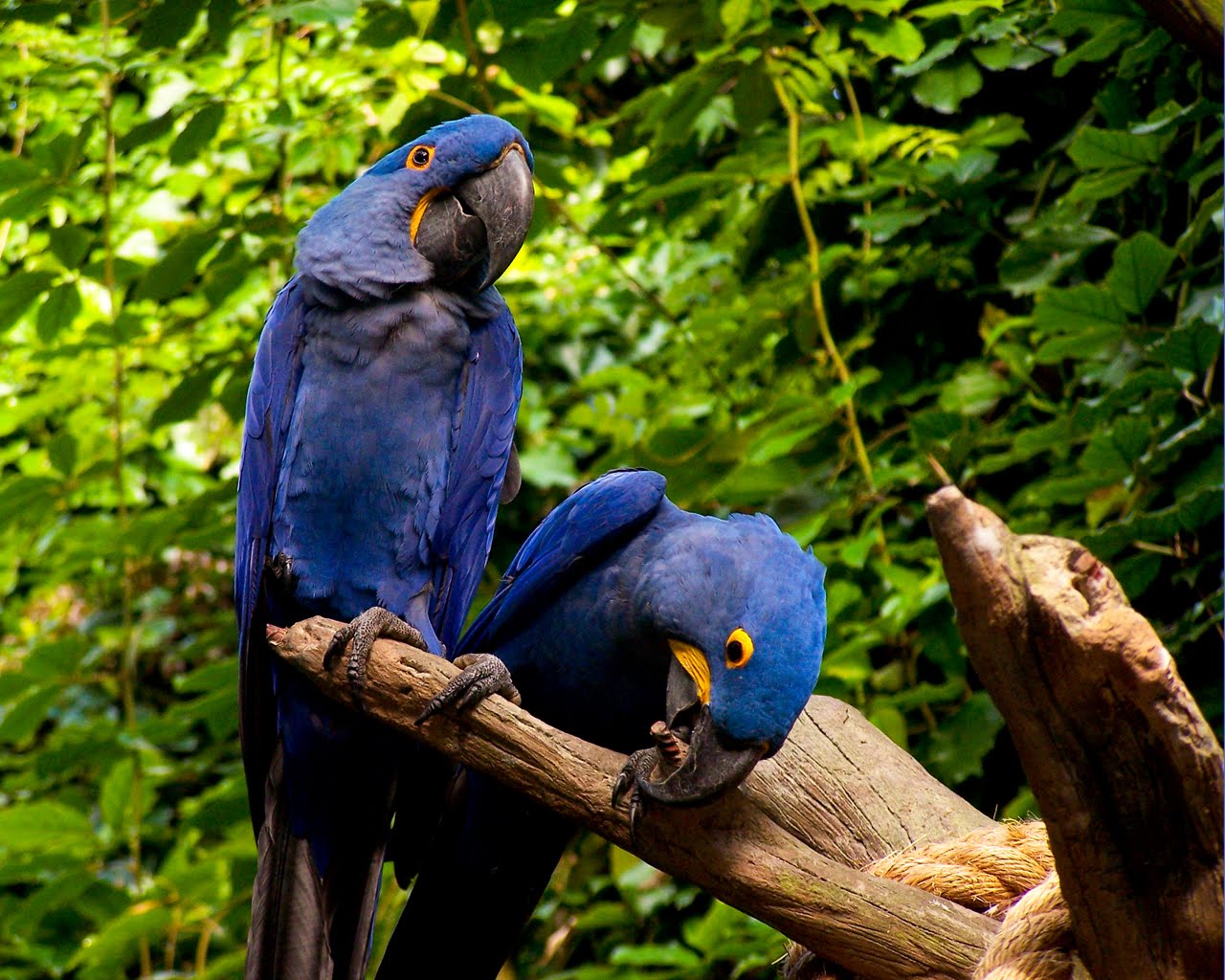 Glaucous Macaw: South America's Turquoise Blue Mystery Palm Oil Detectives