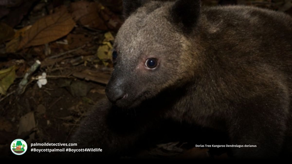 Doria’s Tree Kangaroo Dendrolagus&nbsp;dorianus