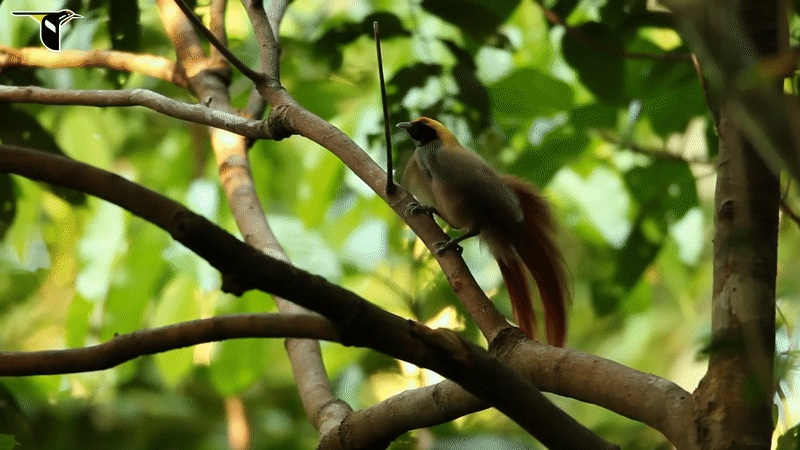 Goldie's Bird-of-paradise Paradisaea decora