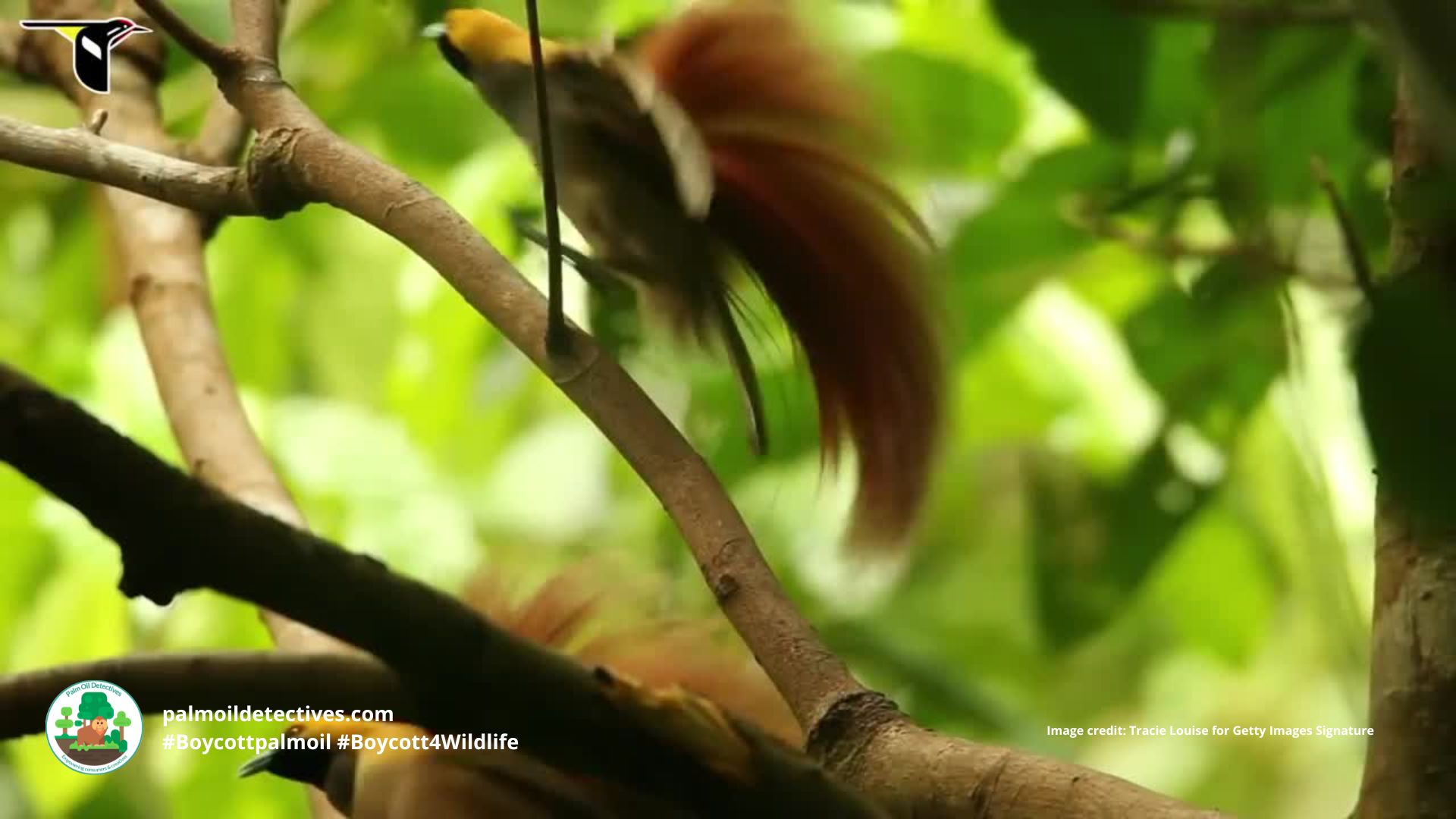 Goldies Bird of Paradise Paradisaea decora - Papua New Guinea and West Papua