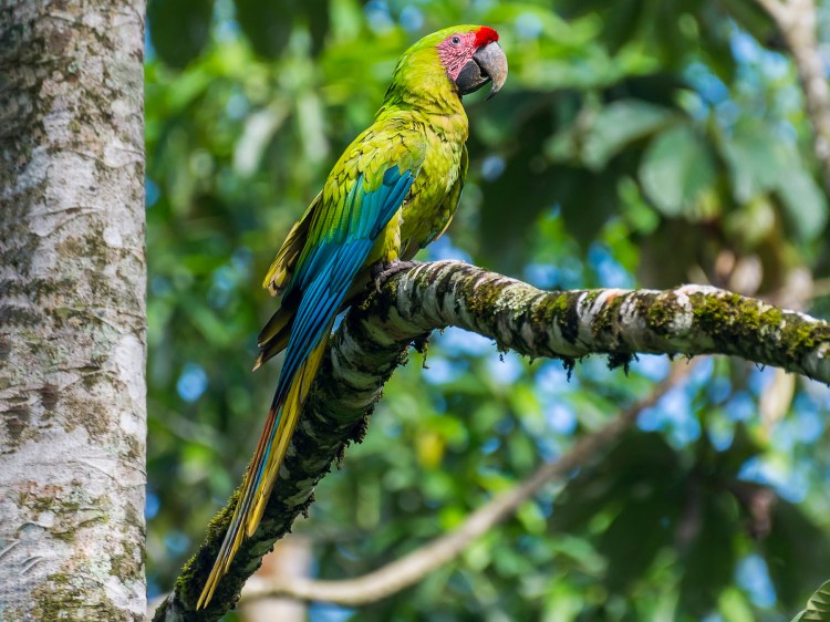 Great Green Macaw Ara ambiguus