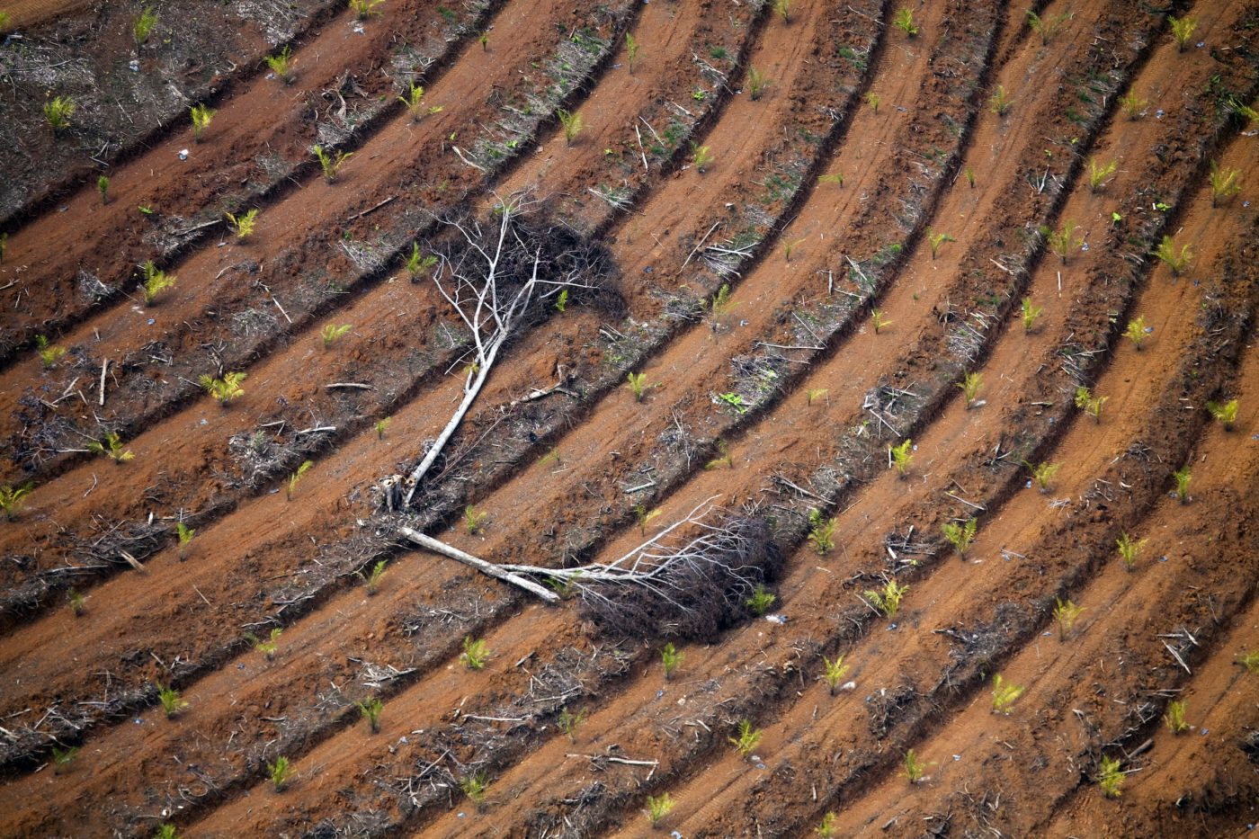 In a new oil-palm plantation near Sungaihantu, in South Kalimantan, the skeleton of a tree is the last relic of the rainforest that once was.