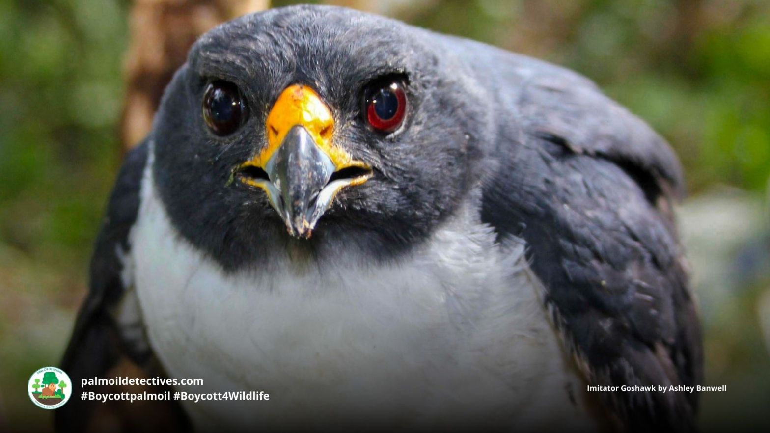 Imitator Goshawk Accipiter imitator - Papua New Guinea and Solomon Islands