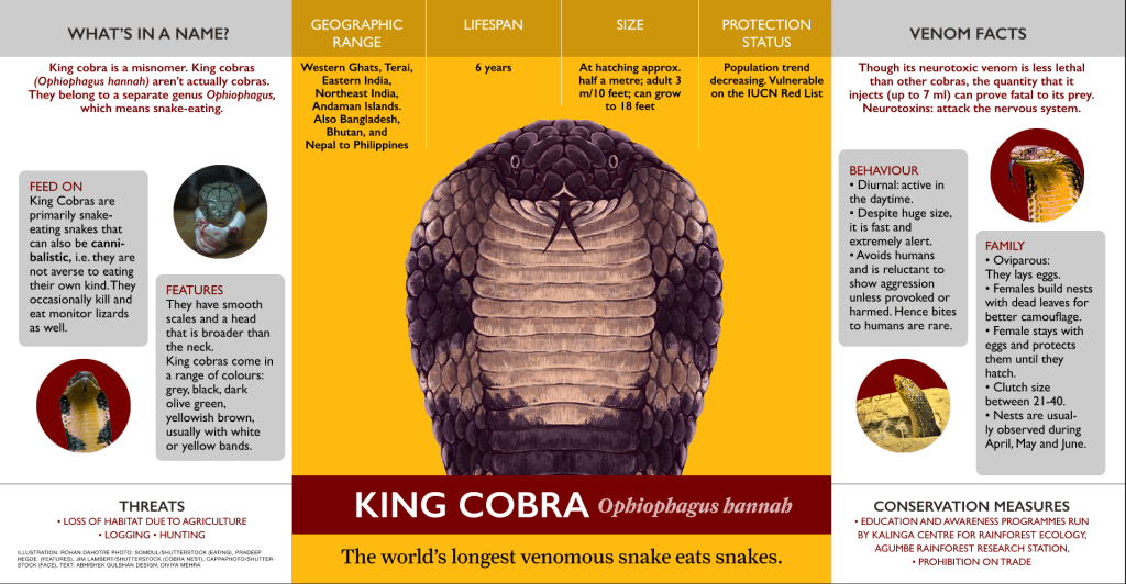 king cobra infographic