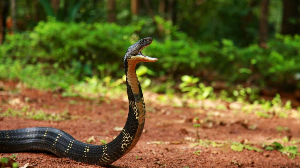 King Cobra Ophiophagus hannah