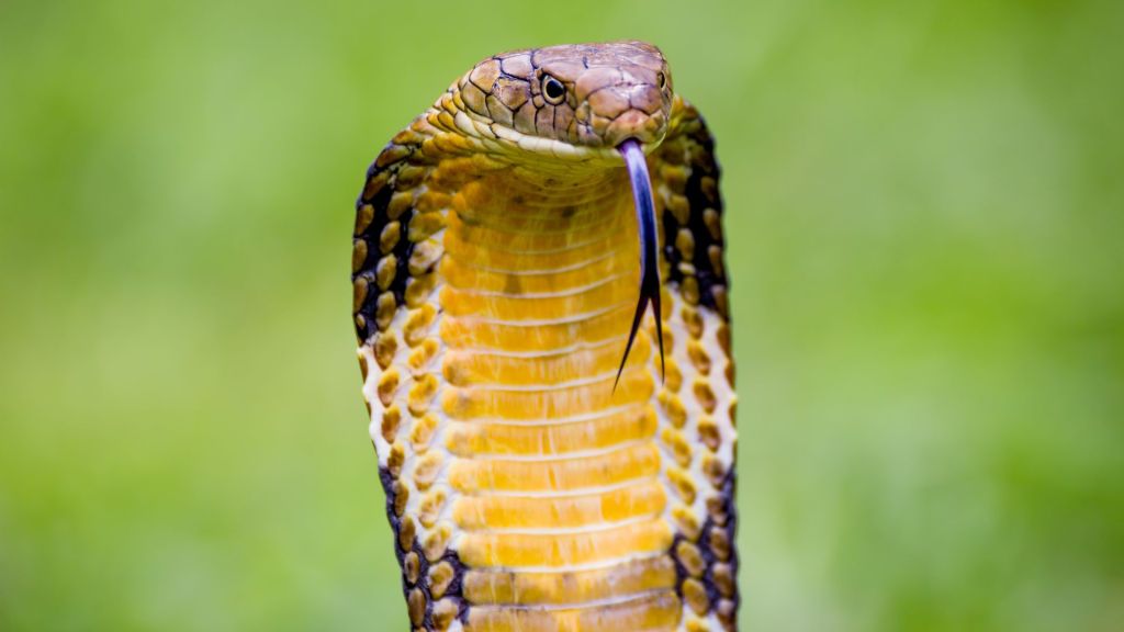 King Cobra Ophiophagus hannah