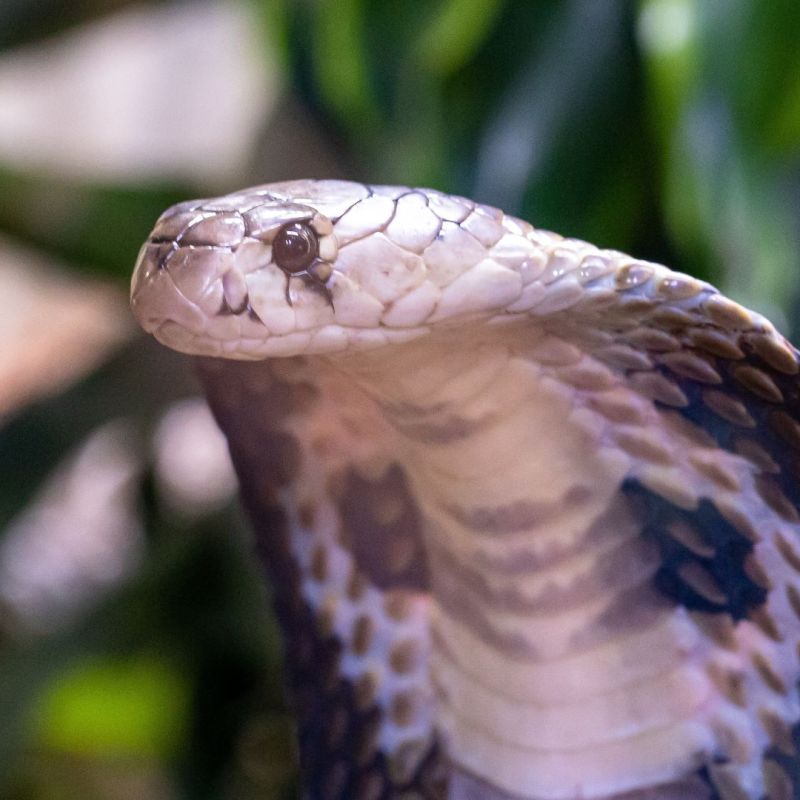 King Cobra Ophiophagus&nbsp;hannah