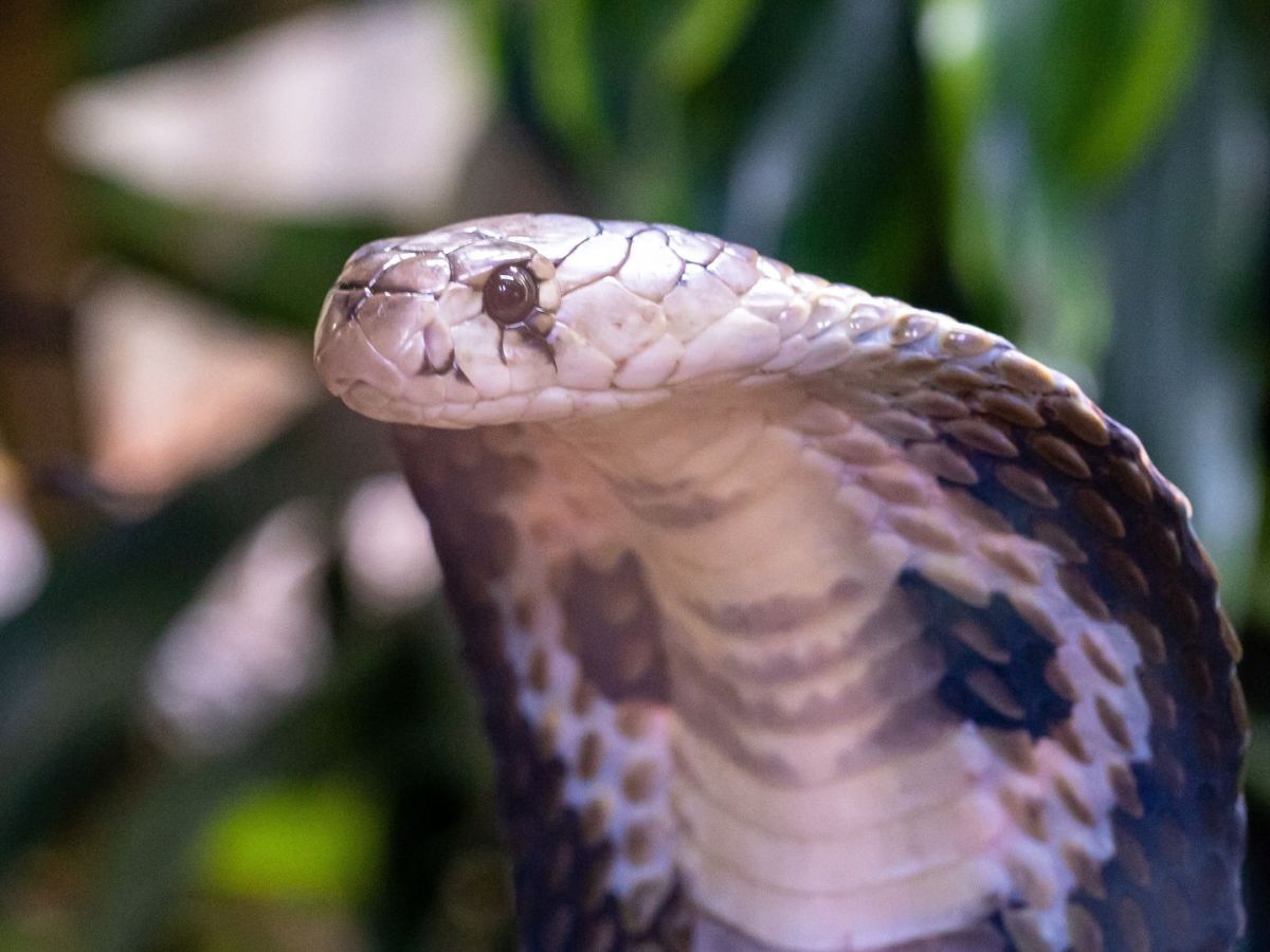 King Cobra Ophiophagus&nbsp;hannah