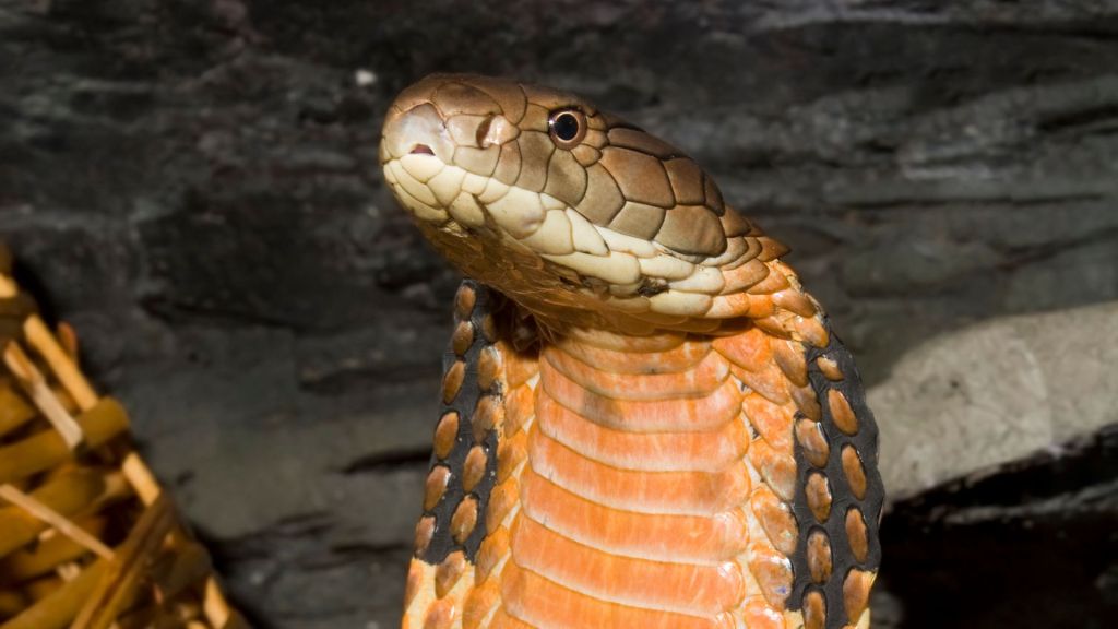 King Cobra Ophiophagus hannah