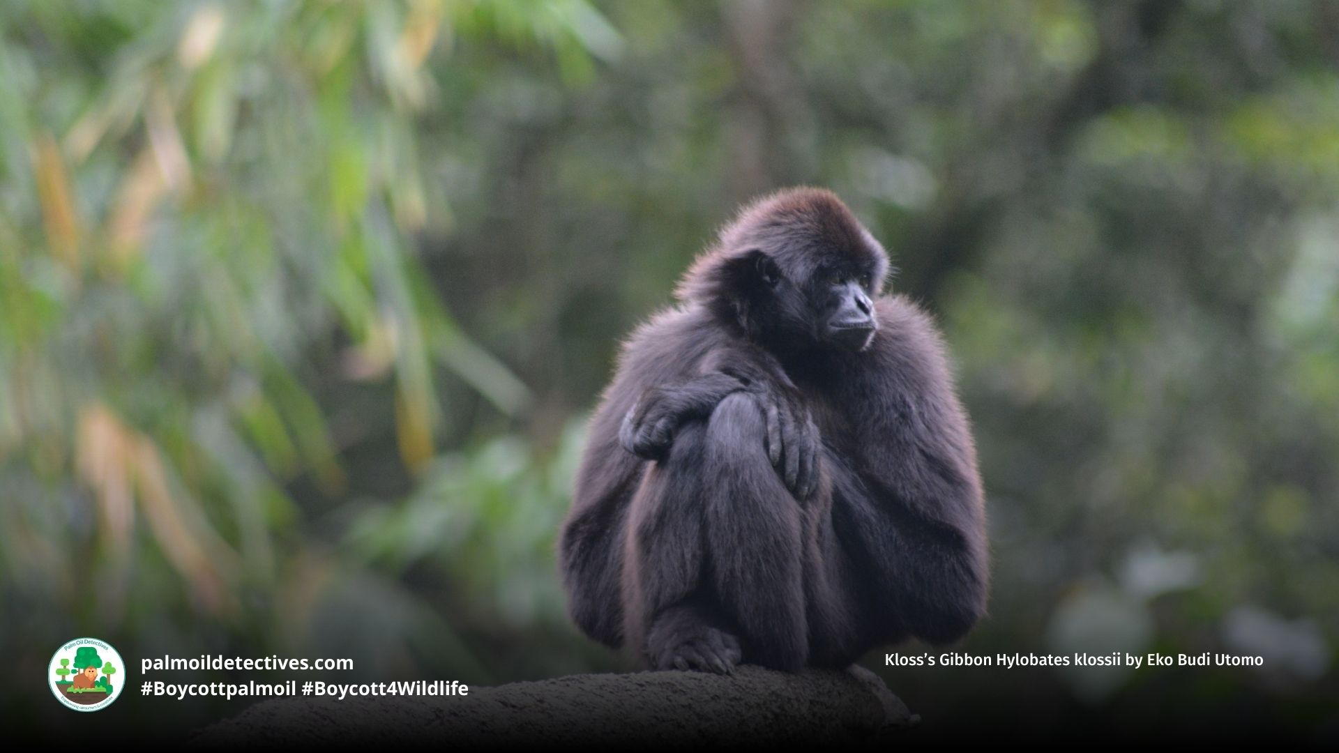 Kloss’s Gibbon Hylobates klossii