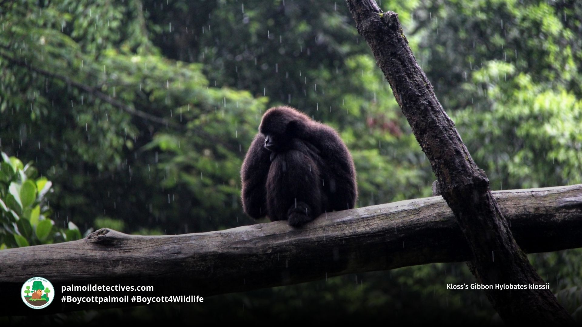 Kloss’s Gibbon Hylobates klossii sitting in a tree
