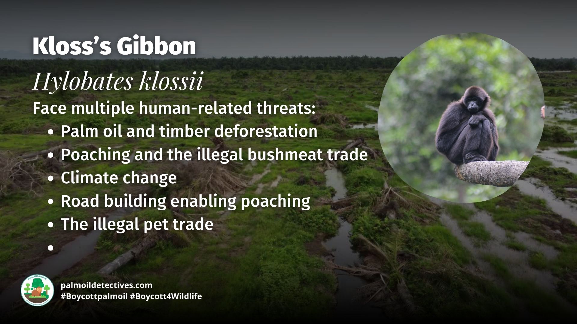 Kloss’s Gibbon Hylobates klossii threats