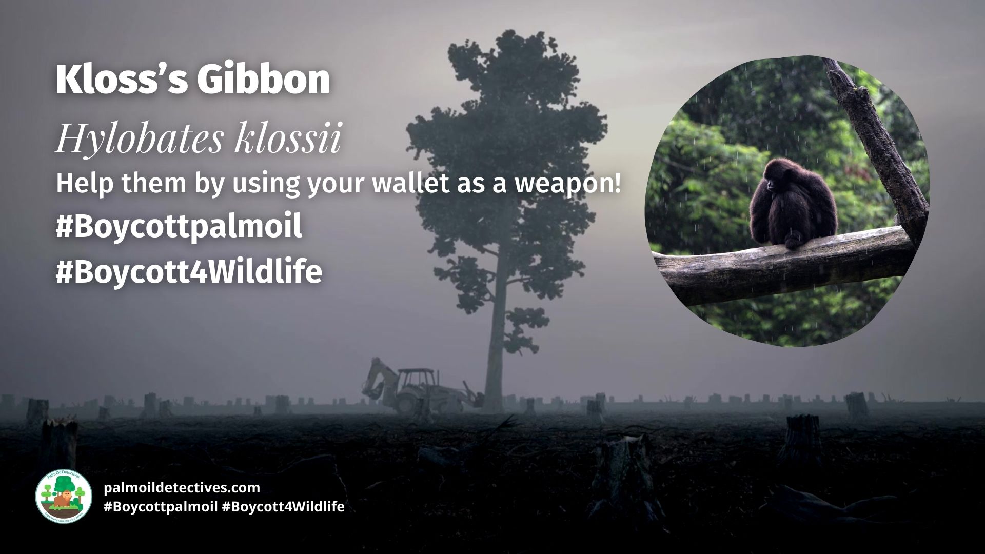 Kloss’s Gibbon Hylobates klossii boycott palm oil!