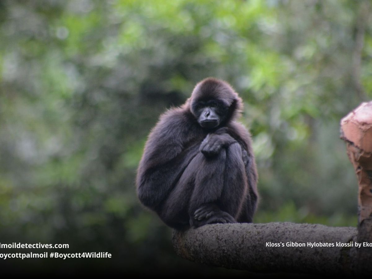 Kloss’s Gibbon Hylobates&nbsp;klossii