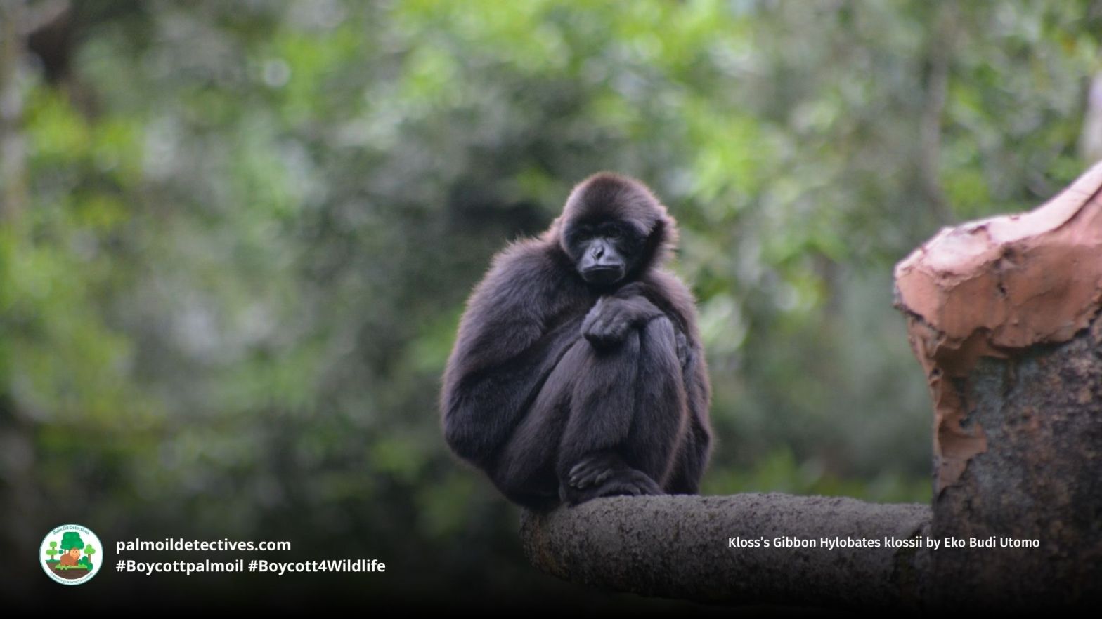 Kloss’s Gibbon Hylobates klossii