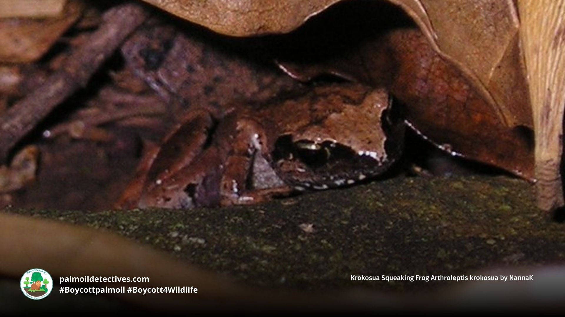 Krokosua Squeaking Frog Arthroleptis krokosua hiding in leaf litter