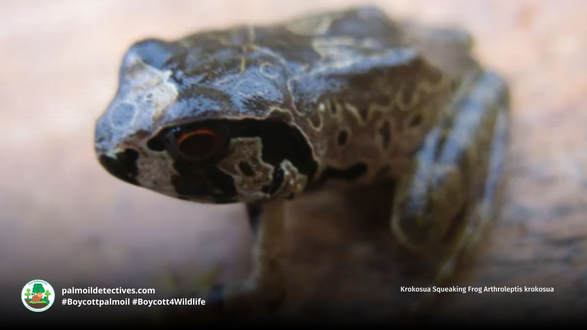 Krokosua Squeaking Frog Arthroleptis krokosua up close