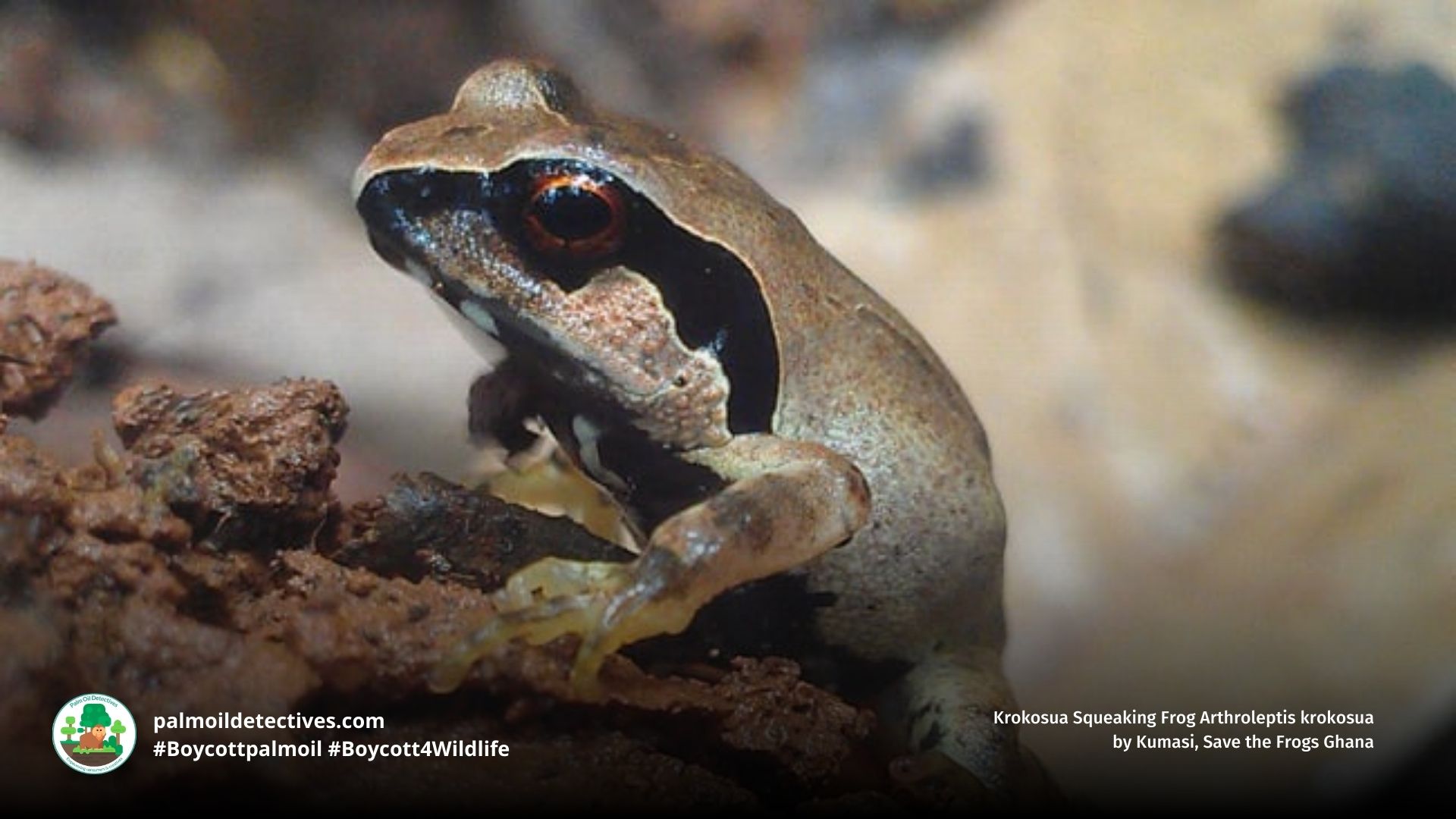 Krokosua Squeaking Frog Arthroleptis krokosua climbing a rock
