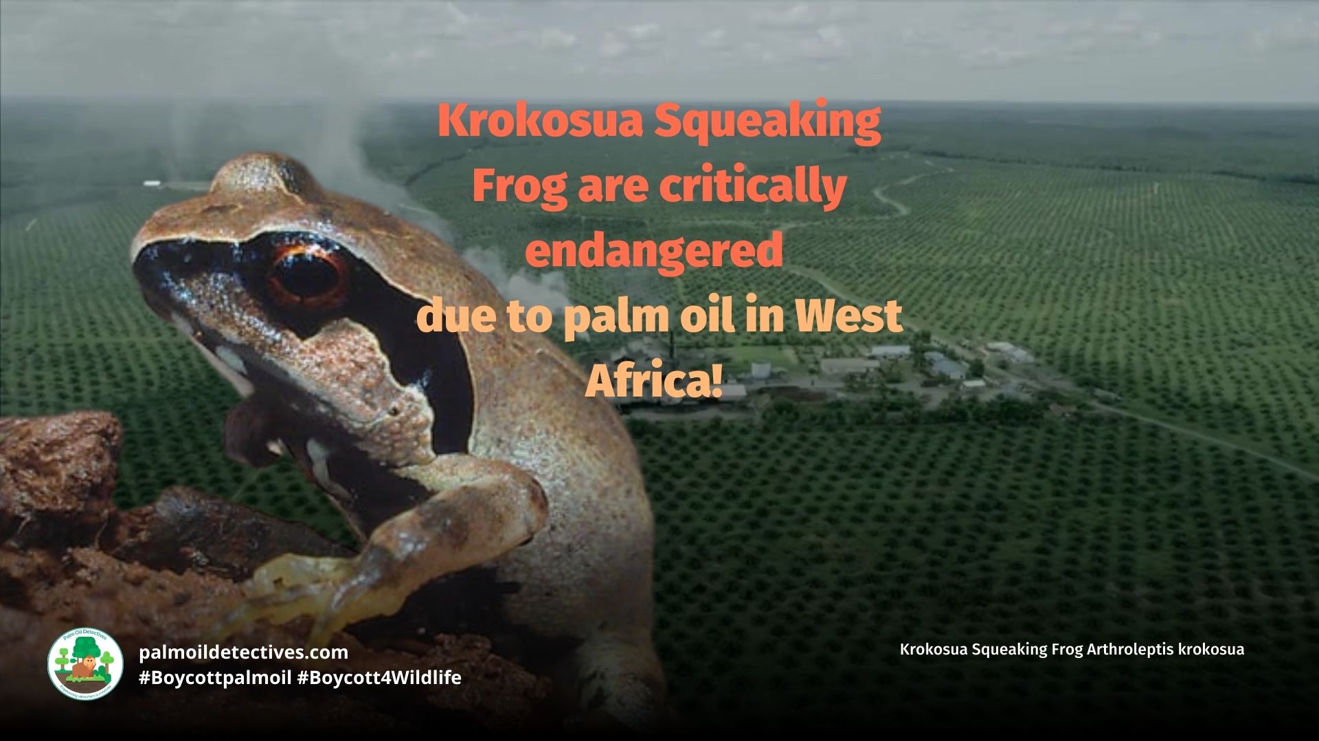 Krokosua Squeaking Frog Arthroleptis krokosua versus palm oil