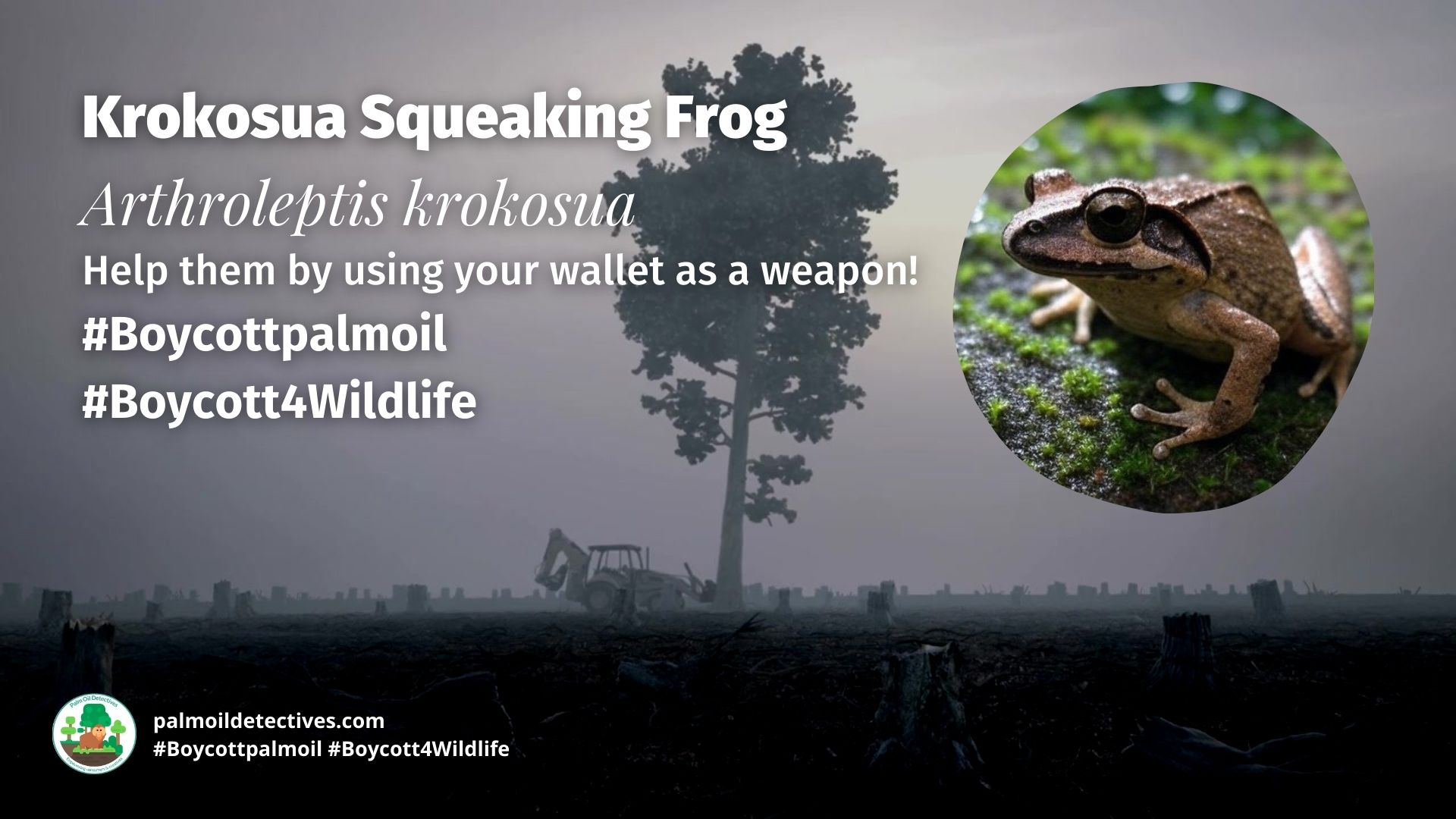 Krokosua Squeaking Frog Arthroleptis krokosua boycott palm oil