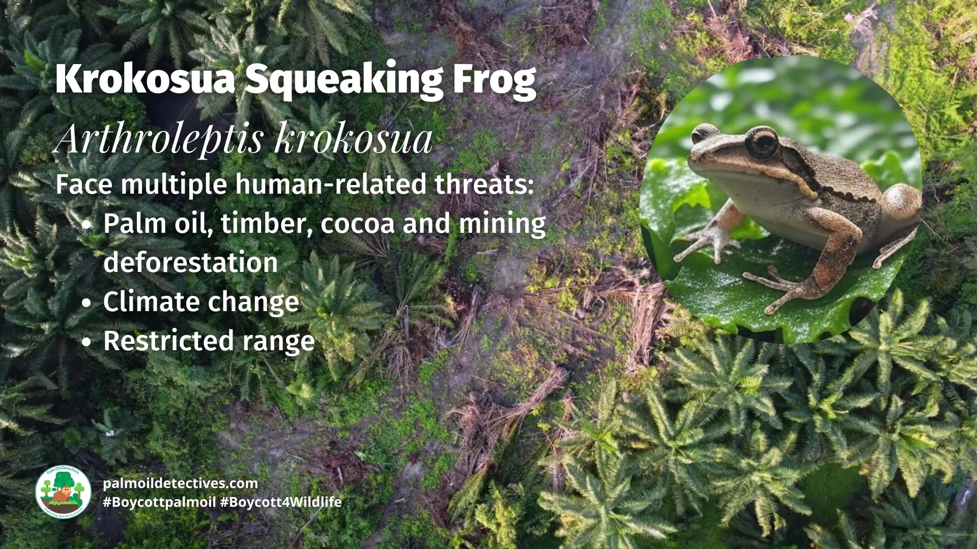 Krokosua Squeaking Frog Arthroleptis krokosua threats