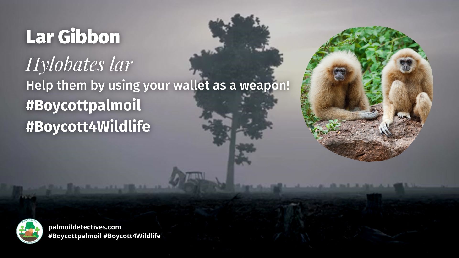Lar Gibbon Hylobates lar boycott