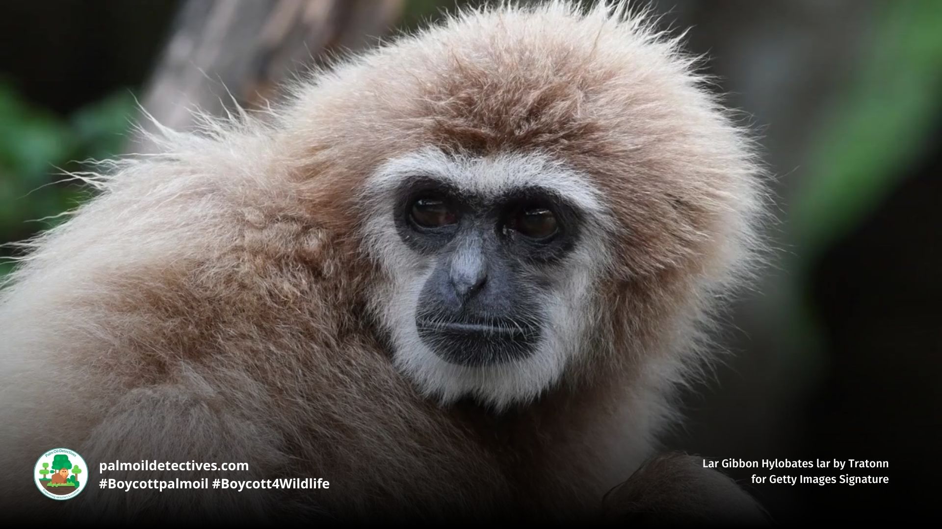 Lar Gibbon Hylobates lar pensive look
