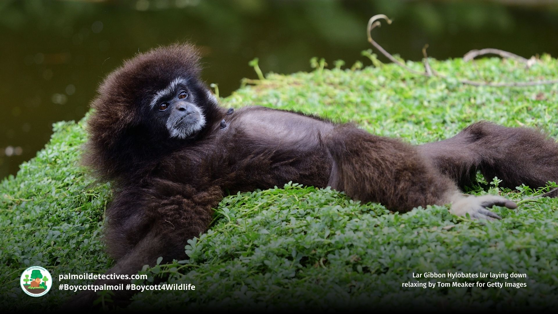 Lar Gibbon Hylobates lar reclined and relaxing