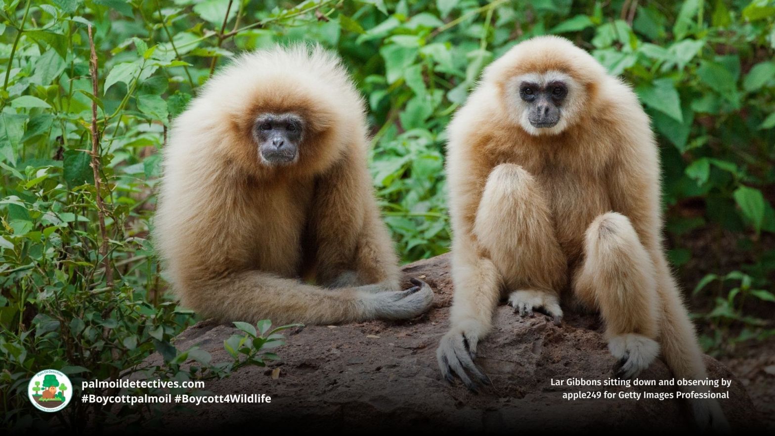 Lar Gibbon Hylobates lar pair observing