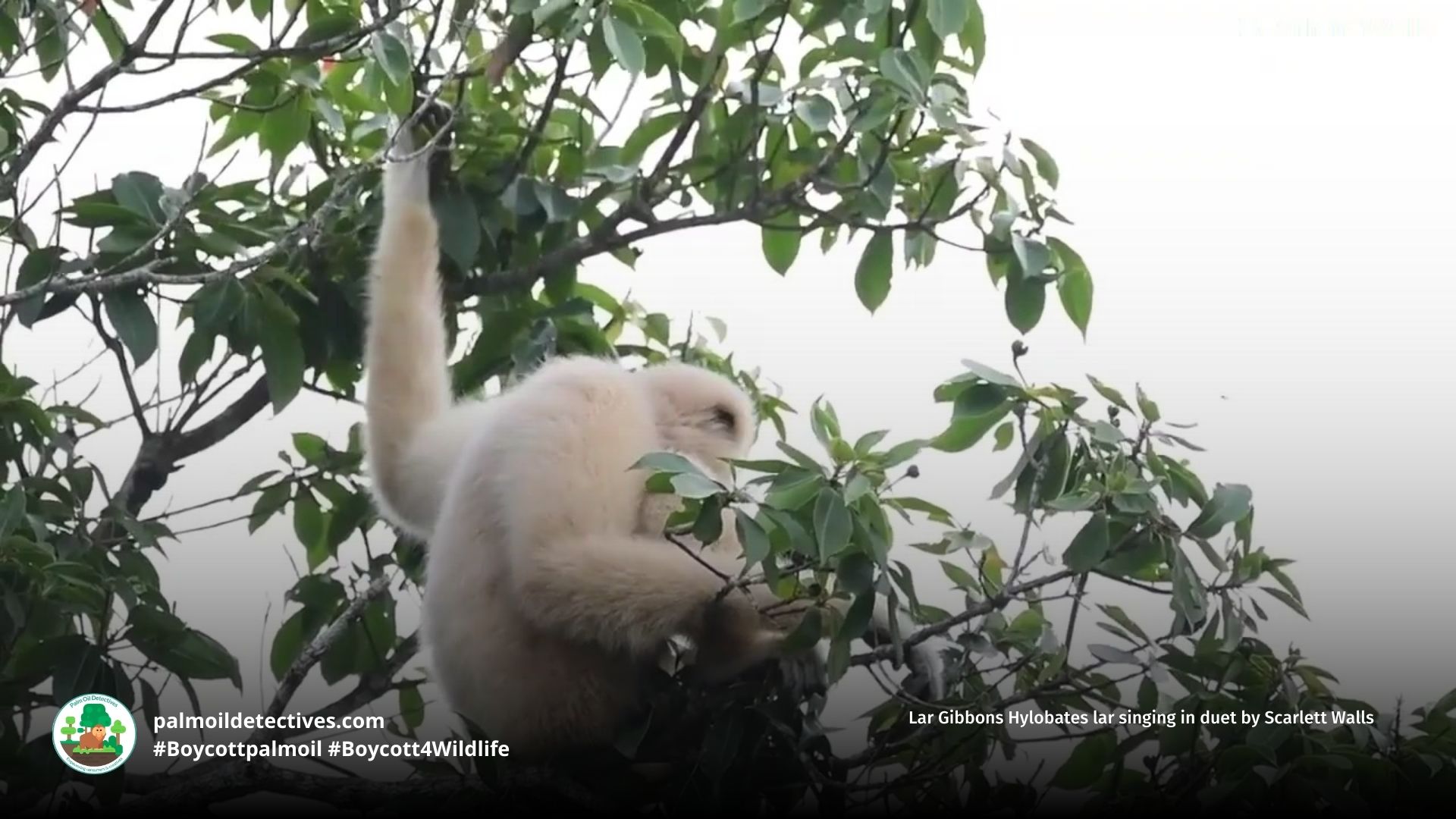 Lar Gibbon Hylobates lar yelling and singing