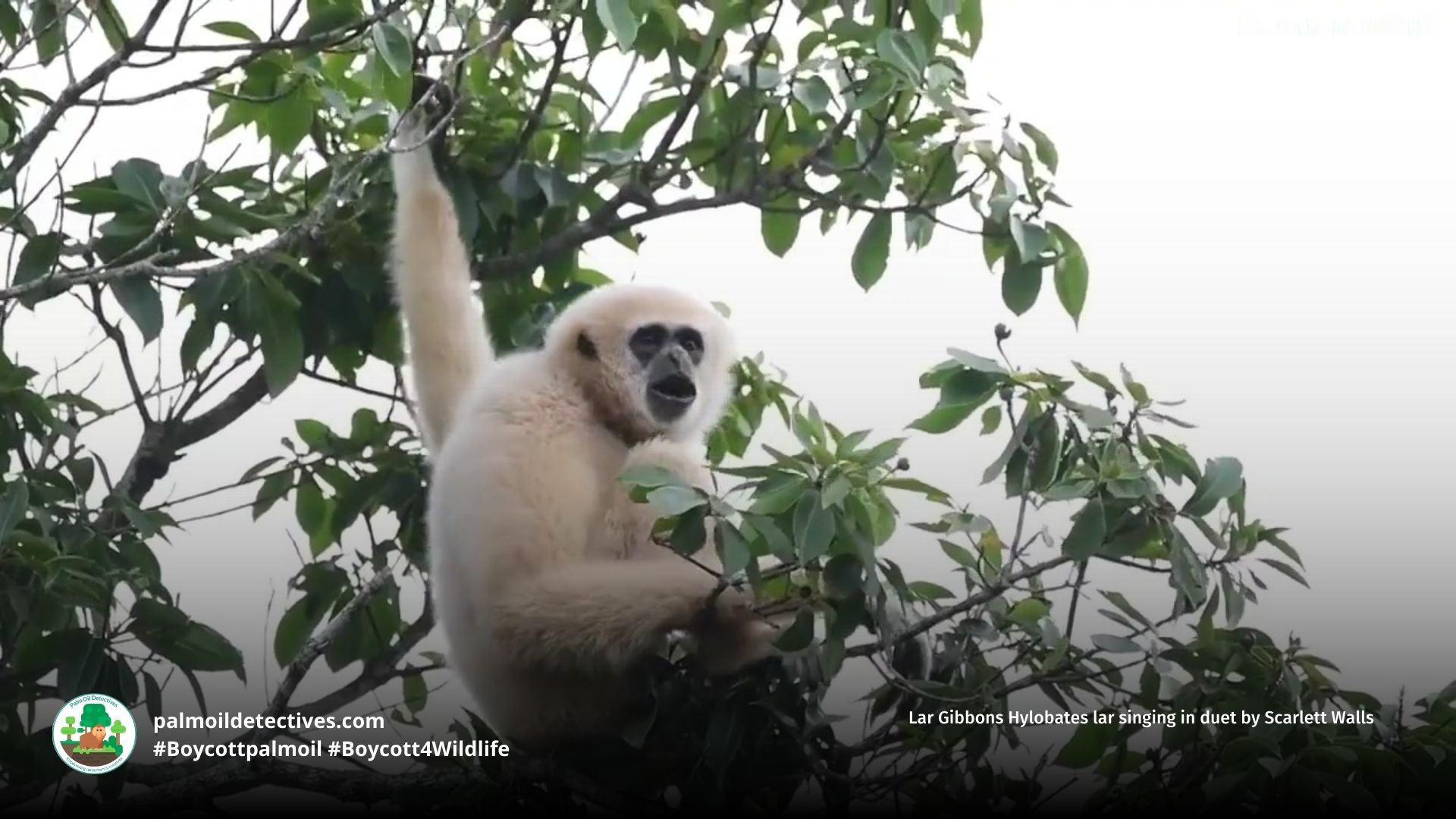 Lar Gibbon Hylobates lar calling