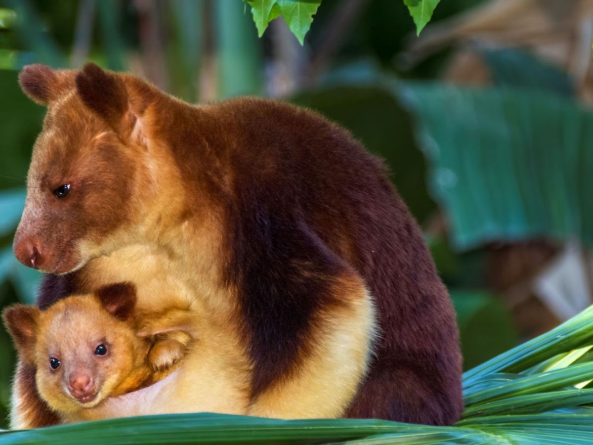 Lowlands Tree Kangaroo Dendrolagus&nbsp;spadix