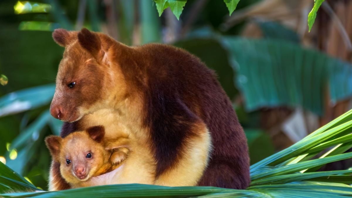 Lowlands Tree Kangaroo Dendrolagus&nbsp;spadix