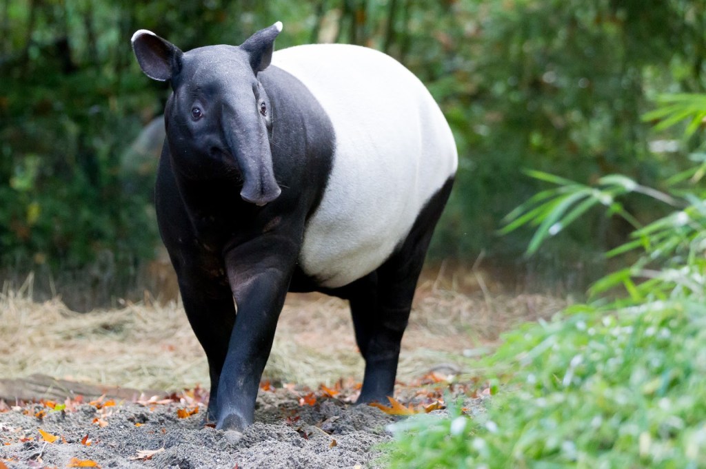 Malayan Tapir Tapirus indicus