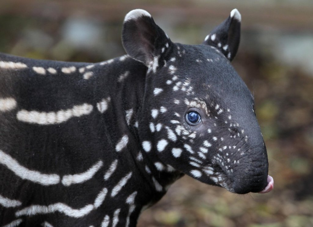 Malayan Tapir Tapirus indicus