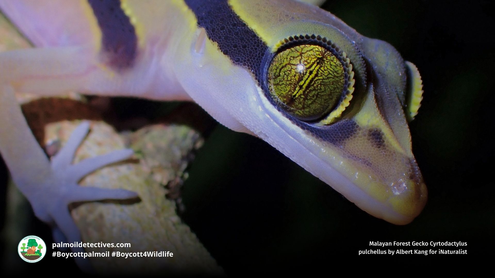 Malayan Forest Gecko Cyrtodactylus pulchellus close up of face