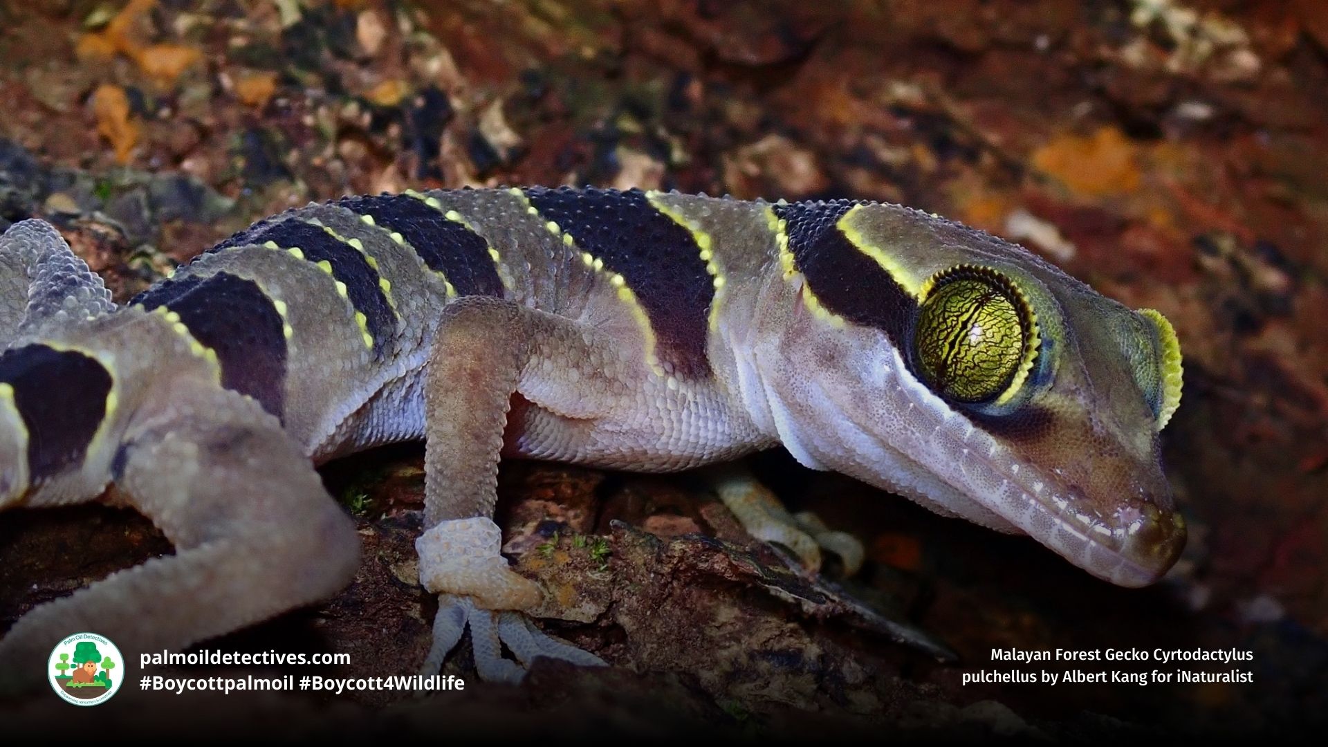 Malayan Forest Gecko Cyrtodactylus pulchellus turning around
