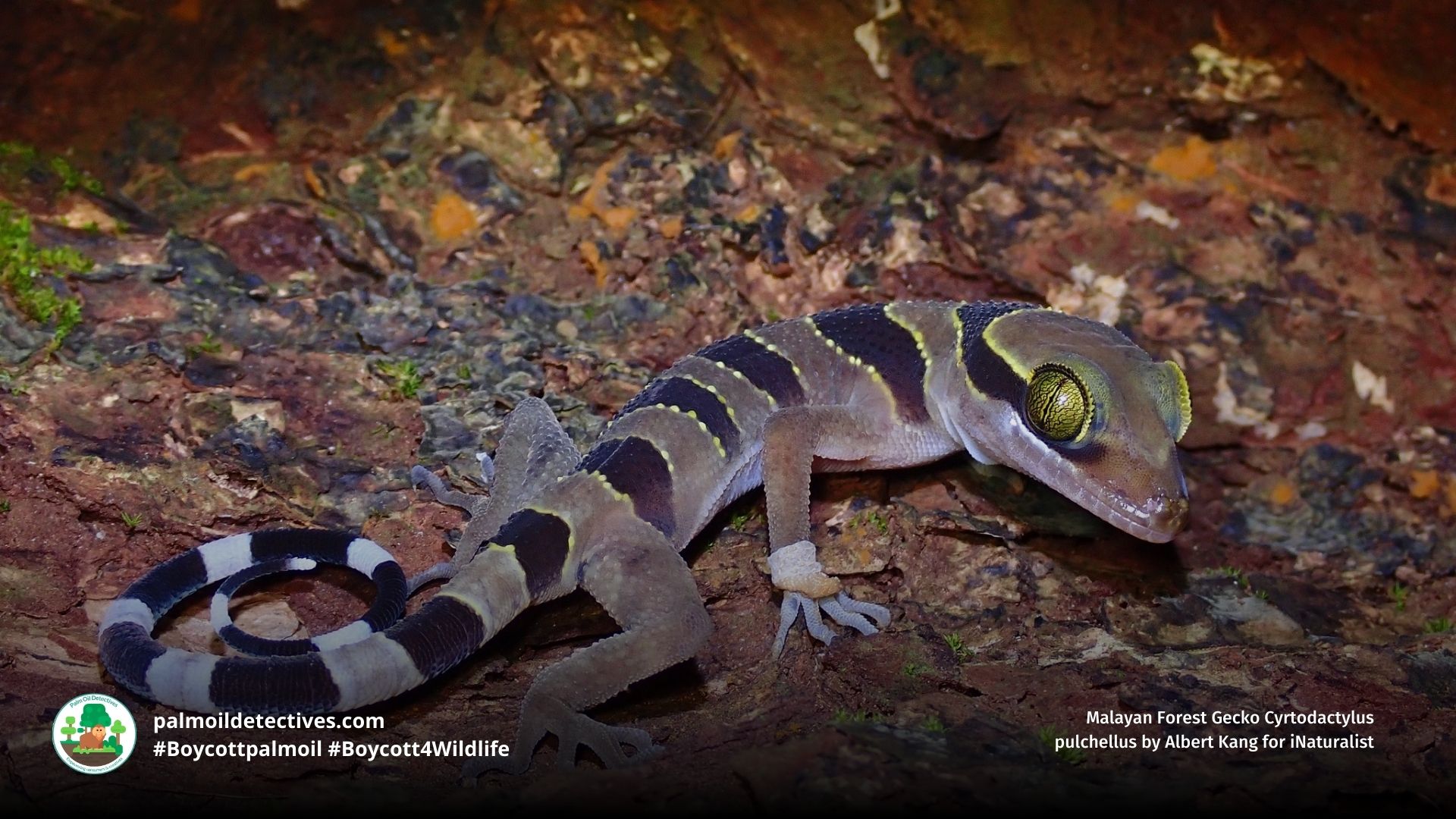Malayan Forest Gecko Cyrtodactylus pulchellus climbing on a rock