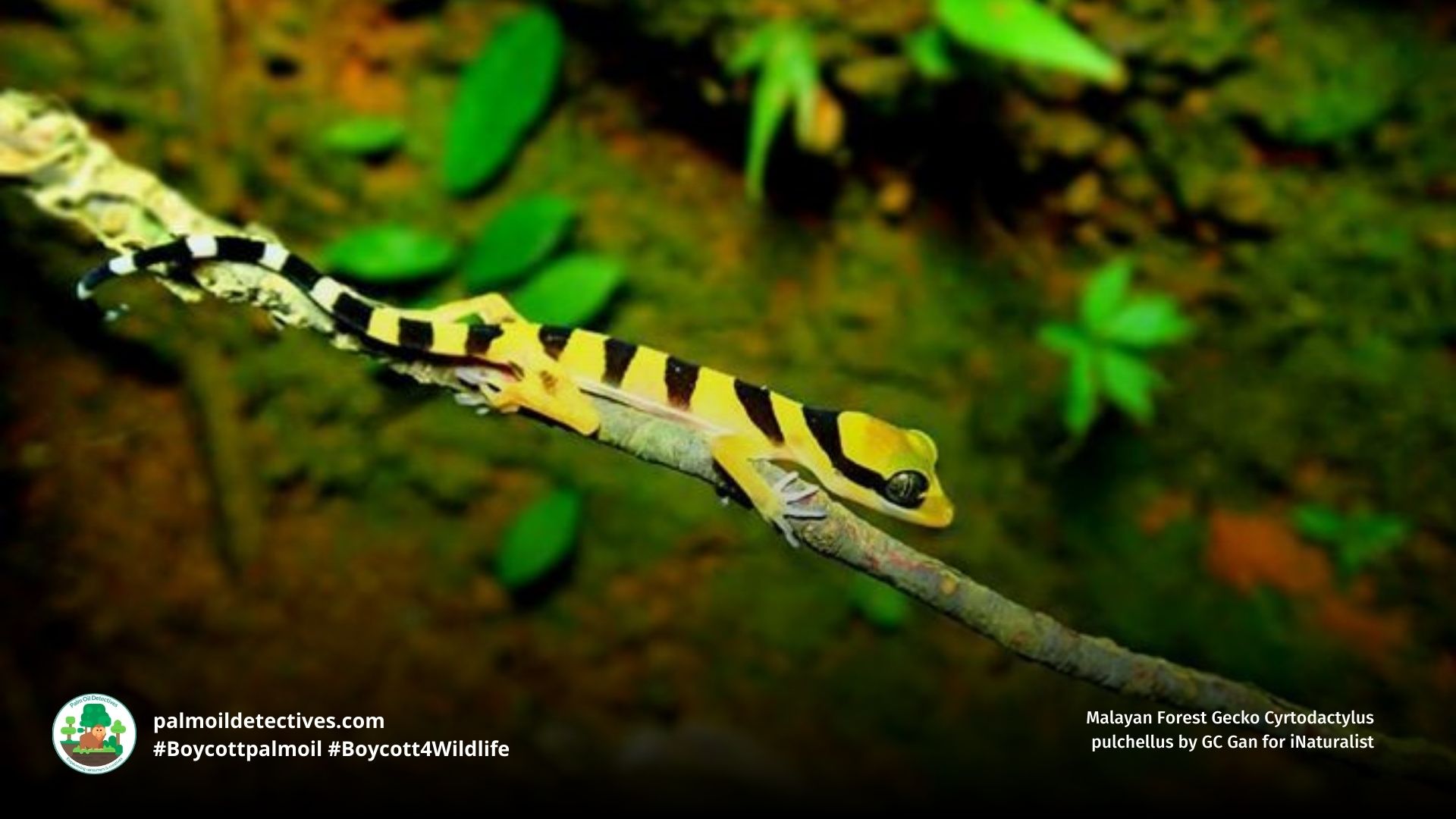 Malayan Forest Gecko Cyrtodactylus pulchellus climbing tree