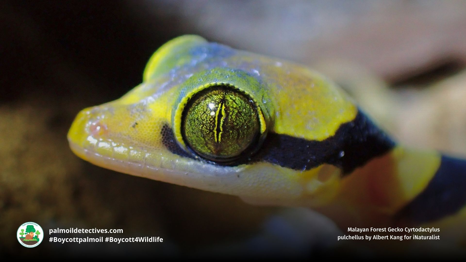 Malayan Forest Gecko Cyrtodactylus pulchellus close up of face