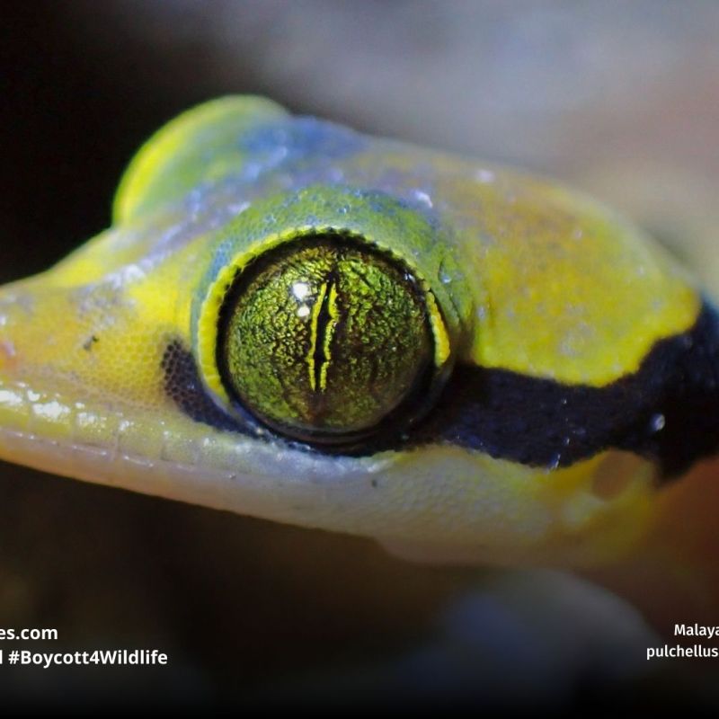 Amphibians Glow in Ways People Can’t&nbsp;See