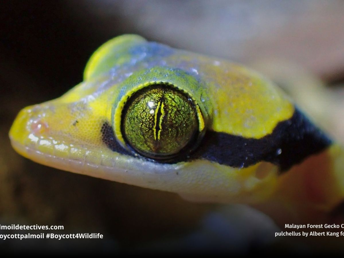 Amphibians Glow in Ways People Can’t&nbsp;See