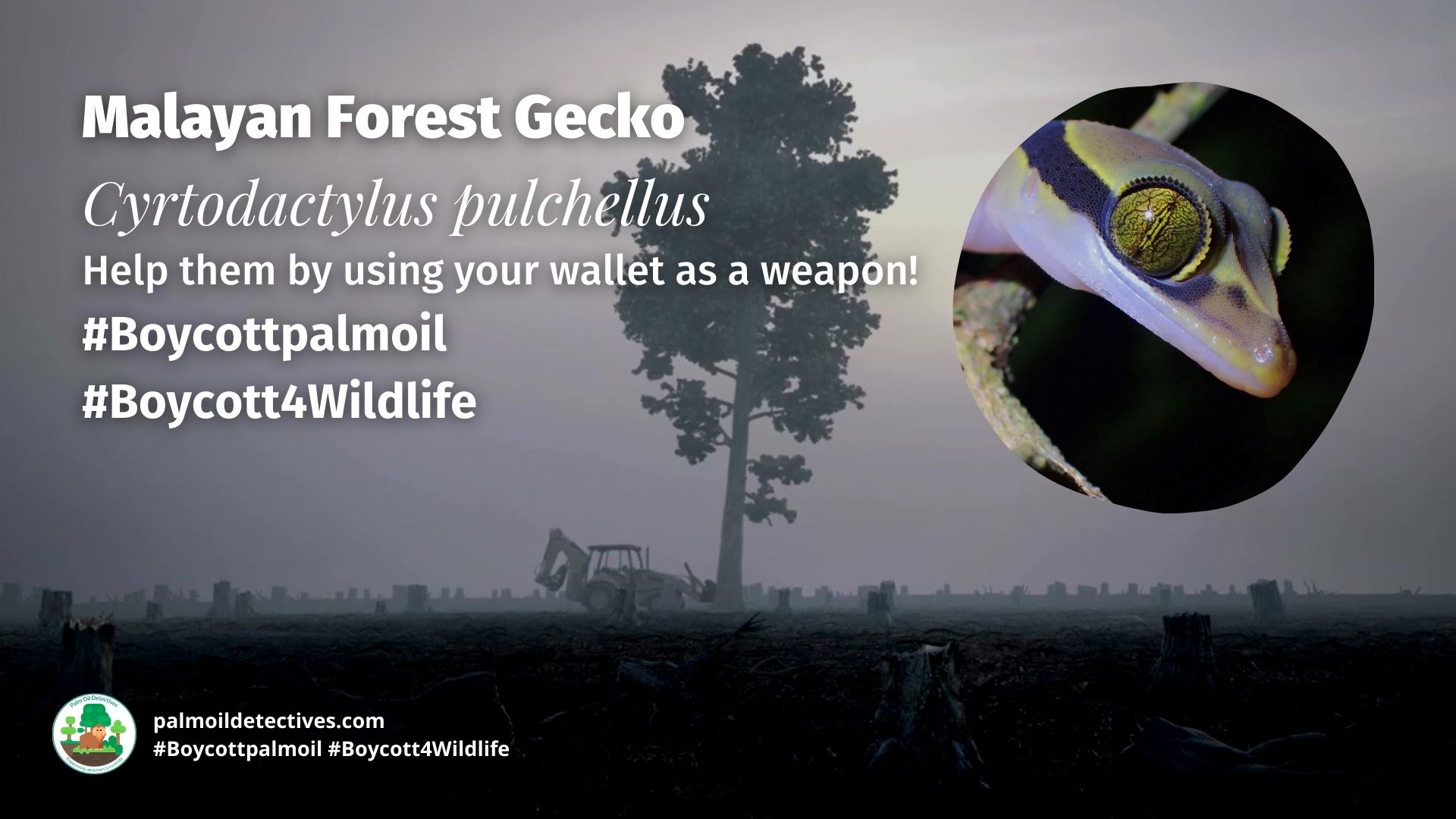 Malayan Forest Gecko Cyrtodactylus pulchellus boycott palm oil