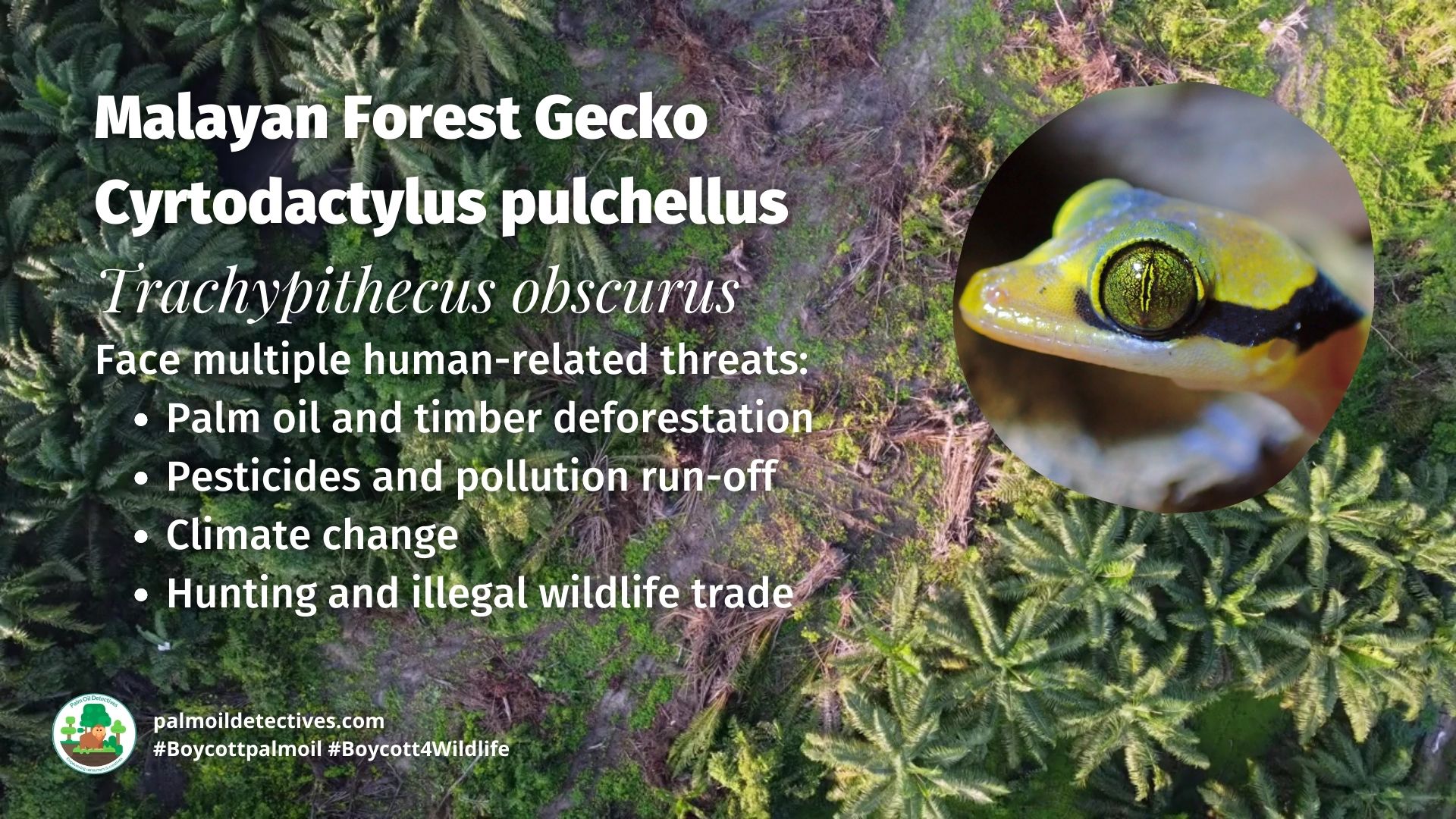 Malayan Forest Gecko Cyrtodactylus pulchellus threats