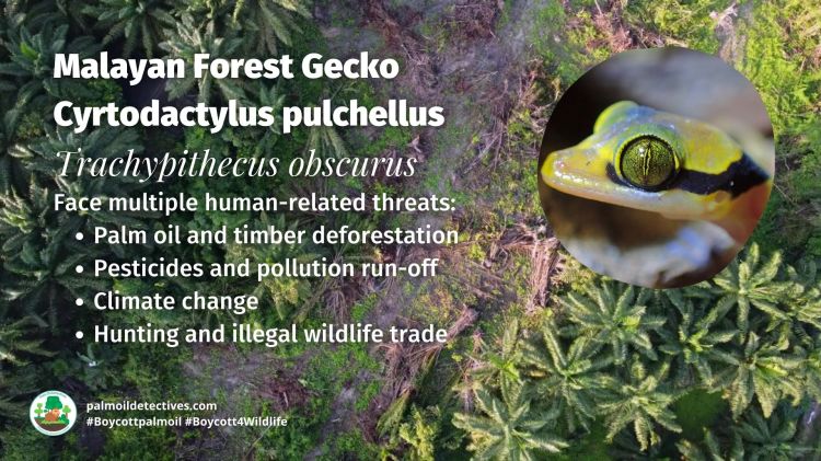 Malayan Forest Gecko Cyrtodactylus pulchellus threats