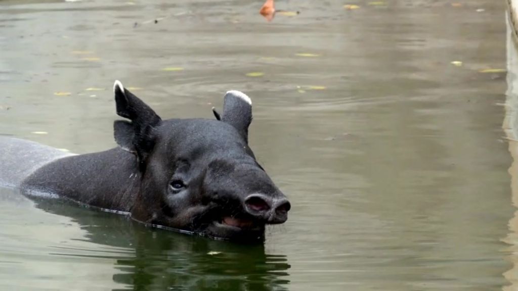 Malayan Tapir Tapirus indicus playing in the water 