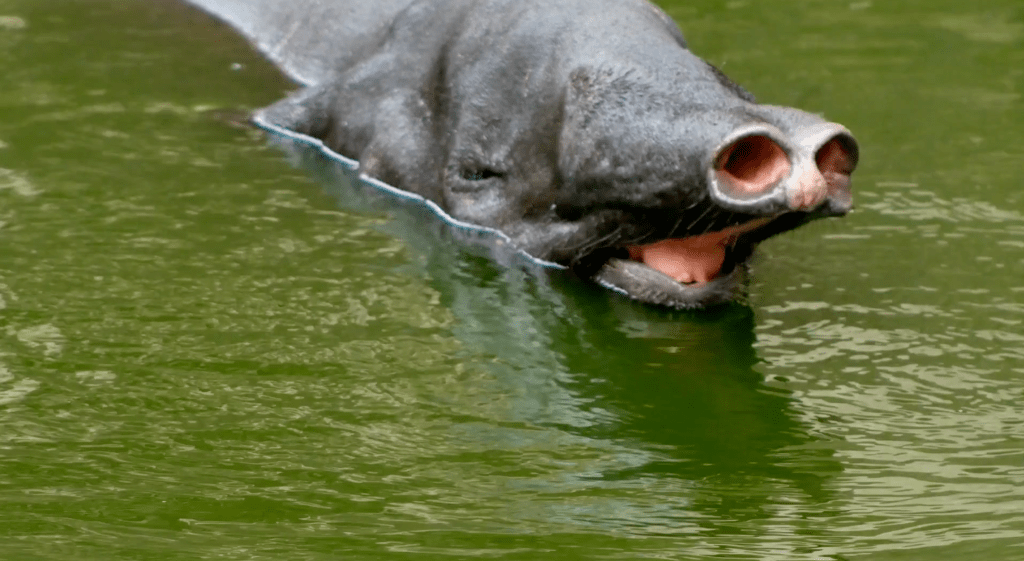 Malayan Tapir Tapirus indicus playing in the water 